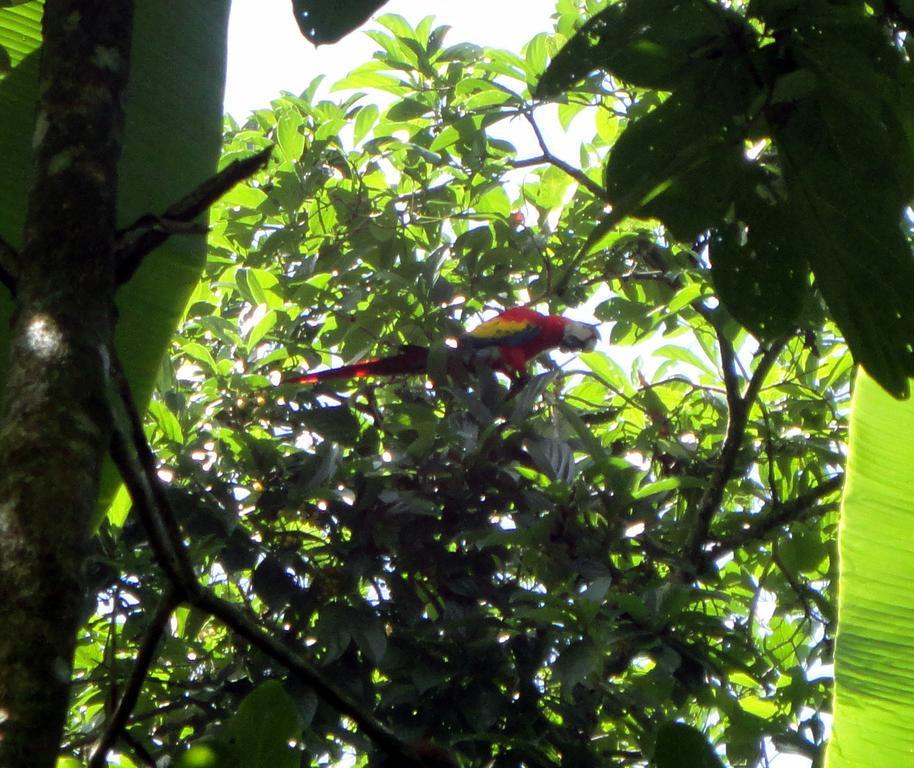 Cabinas Tropicales ปัวร์โตคิมาเนซ ภายนอก รูปภาพ